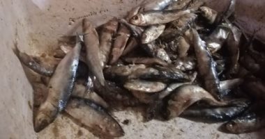 صور.. ضبط أطنان من الأسماك الفاسدة قبل بيعها للمواطنين بالإسكندرية