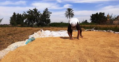 بشاير الخير.. فرحة فلاحى الشرقية بحصاد محصول الأرز