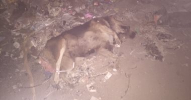 صور.. الطب البيطرى يواجه انتشار الكلاب الضالة بالمحلة