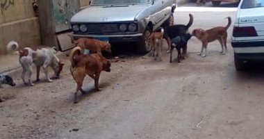 شكوى من انتشار الكلاب الضالة فى حى العباسية