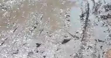 شكوى أهالى قرية أبو صير من انتشار مياه الصرف الصحى بمحافظة الغربية
