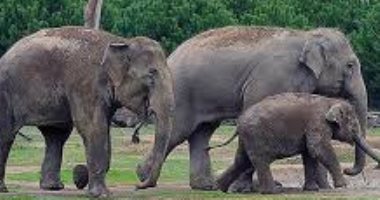  زيمبابوى: 55 فيلا نفقوا جوعا بسبب الجفاف