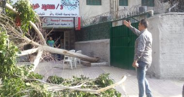 طقس الخميس فى الإسكندرية .. عاصفة هوائية ورياح تؤدى الى سقوط شجرة 