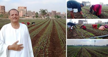روشتة لزيادة إنتاج محصول الفراولة وتقليل الفاقد.. تعرف عليها