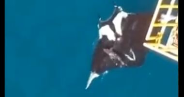 شاهد.. محطة نفط تكتشف مخلوق عملاق جنوب البحر الكاريبى