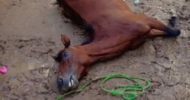 نفوق حصان صعقه التيار الكهربى بعد ملامسته عمود إنارة بالمحلة