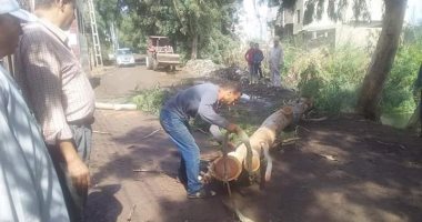 سقوط 3 شجرات على سُوَر مدرسة إبتدائى والطريق العام وعلى أسلاك الكهرباء بالدقهلية
