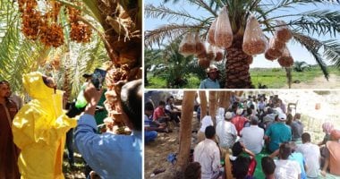 "الزراعة" تصدر الوصايا الـ10 لمكافحة سوسة النخيل الحمراء.. تعرف عليها