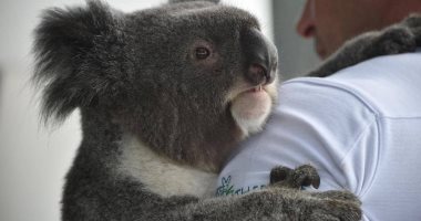 حرائق في 4900 فدان بسيدنى يهدد حياة المئات من "الكوالا" باستراليا