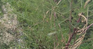قارئ يطالب بتطهير ترعة قرية الحرادية بمحافظة سوهاج ..صور