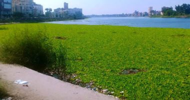 صور.. اضبط مخالفة .. ورد النيل يغطى مساحات كبيرة من نهر النيل بدمياط
