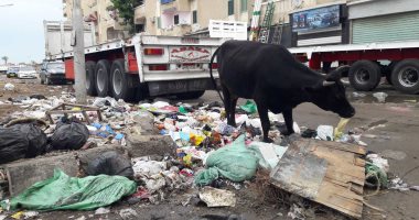 صور.. حى الزهور مرتع للمواشى ومستنقع للقاذورات والسكان يستغيثون