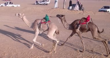 صور.. نادى سيناء للهجن والفروسية ينظم سباق للهجن بوسط سيناء