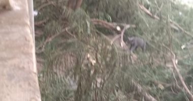 قارئ يناشد المسؤولين بحى الساحل بسرعة رفع مخلفات الأشجار بالخلفاوى