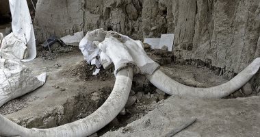العثور على رفات 14حيوانا عملاقا فى المكسيك تعود لأكثر من 15ألف عام صدفة