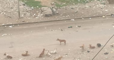 شكوى من انتشار الكلاب الضالة بمساكن أطلس الجديد السلام