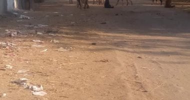 اضبط مخالفة.. انتشار الكلاب الضالة بقرية قصاصين الأزهار بالشرقية