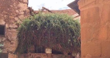 تعرف على الشجرة التى ناجى نبى الله موسى ربه عندها بسانت كاترين
