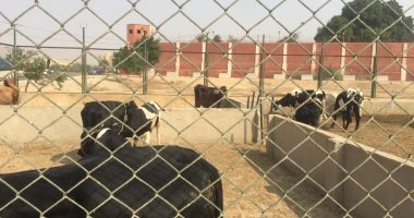 صور.. مزارع الدواجن والنعام داخل سجون طرة