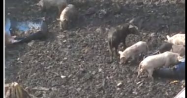 قارئ يشكو من وجود مزرعة خنازير غير مرخصة بشارع شادى بشاى بكرداسة