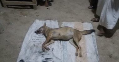 التخلص من ذئب جبلى ضال بعد عقر 3 أشخاص بينهم طفل فى طهطا بسوهاج