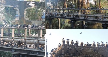 "الحمام الجبلى" ومئة عام فى "كنف" مزارعى قنا.. مصدر مهم للدخل ويميل للهجرة مع نقص الغذاء أو الإزعاج.. أبراج الفخار من عوامل جذبه وتحفيزه على التزاوج.. ويستخدم للشفاء من السحر وتأخر النطق و"الخضة".. صور