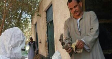 بيطري أسوان يشتبه في حالة إصابة بإنفلونزا الطيور