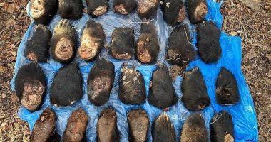 صور.. روسيا تضبط شحنة مخالب وأقدام لنمور ودببة مهددة بالانقراض في طريقها للصين