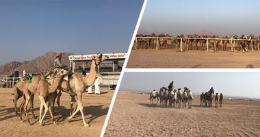 انطلاق فعاليات مهرجان شرم الشيخ التراثى للهجن اليوم على 941 فدانا.. التفاصيل