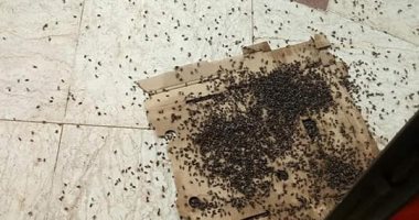 أهالى الغربية يشكون انتشار الذباب.. ووكيل الصحة: جدول زمنى لرش الشوارع