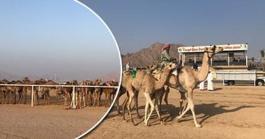 صور.. تنافس 700 جمل "مطية" من أقوى السلالات بمهرجان شرم الشيخ.. هجن جنوب وشمال سيناء والسويس والإسماعيلية والأقصر والشرقية والقاهرة تسابق هجن محافظات الصعيد.. وممثلو اتحاد الهجن الإماراتى يشيدون بالسباق