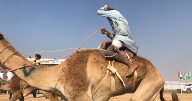 تأجيل انطلاق فعاليات مهرجان الهجن بشرم الشيخ ليوم الجمعة