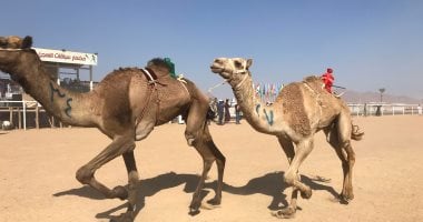 انطلاق فعاليات ثالث أيّام سباق الهجن بشرم الشيخ