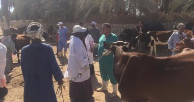 الزراعة: قوافل علاجية للماشية بالمجان بـ 6 مناطق فى أسوان ..صور