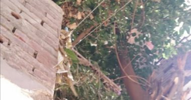 "محمد" يشكو وجود شجرة عملاقة بجانب منزله فى الجيزة.. ويؤكد: "تهدد منزلى"