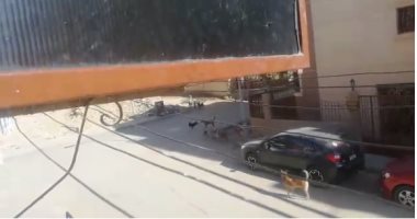 قارئ يشكو من انتشار الكلاب بالحي الأول بجوار الإدارة التعليمية بمدينة نصر