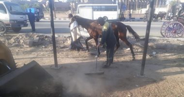 صور.. مدينة الأقصر ترفع 4 ونصف طن مخلفات فى حملة بموقف "حنطور مرحبا"
