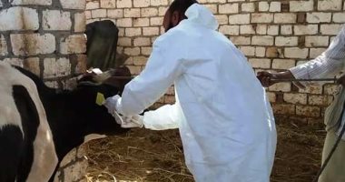 بدء الحملة القومية لتحصين 140 ألف رأس ماشية ضد أنواع الحمى بالوادي الجديد