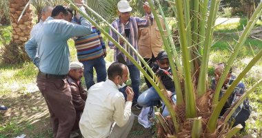 صور.. زراعة الوادى الجديد تستعين بخبير زراعى اخترع جهاز لمكافحة مرض سوسة النخيل