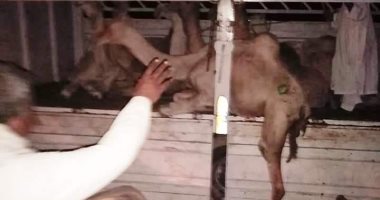 صور.. إصابة سائق ومساعدة فى حادث إنقلاب سيارة نقل بالبحر الأحمر 