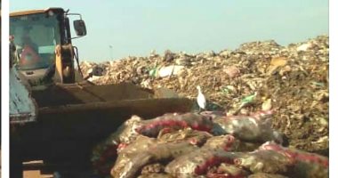 صور ..إعدام 41 طن جزر وبنجر غير صالح للاستهلاك الآدمى بالبحيرة 