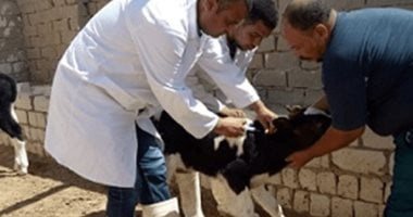 1.5 مليون جنيه دعما لحملة تحصين الثروة الحيوانية ضد الحمى القلاعية بمطروح