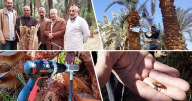 ابتكار جديد للتصدى لهجوم سوسة النخيل الحمراء.. باحث مصرى ينجح فى تطوير جهاز يدوى لحقن الأشجار بمبيد مخفف يقتل الحشرة دون الإضرار بالنبات.. والزراعة تعمم التجربة وتستعين بالمبتكر لشرح طريقة التشغيل.. صور وفيديو