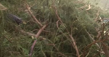 شكوى من قص الأشجار وتركها أسفل شباك مواطن بالخلفاوى