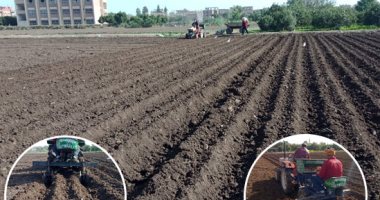 انطلاق موسم زراعة البطاطس بالقليوبية.. أحد المزارعين: التقاوى أرخص من العام الماضى.. وكثافة الإقبال أدت لسحبها بالكامل.. وفلاح: الستارة أفضل أسلوب موفر بالزراعة.. ووكيل الوزارة: 10 آلاف طن أسمدة جاهزة بالجمعيات