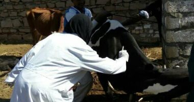 تحصين 4 ملايين طائر و96 ألف حيوان ضد الأمراض أبرز أعمال الطب البيطرى بالأقصر