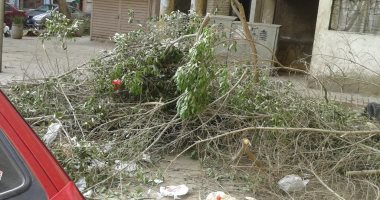 شكوى من عدم إزالة مخلفات قطع الأشجار بالعجوزة