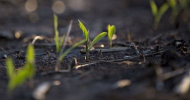 تحذيرات:تغير المناخ يؤثر على المحاصيل ويزيد معدلات الجوع وسوء التغذية