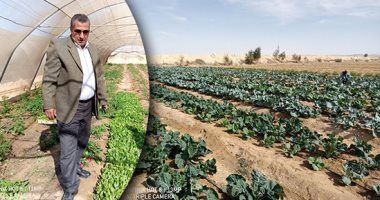 "قطار تنمية سيناء لا يتوقف".. 11 تجمعا زراعيا بوسط أرض الفيروز تنتج الفواكه والخضروات.. مساحة كل تجمع تصل لـ40 فدان.. جهاز التعمير: الدولة جهزت الأراضى وحفرت الآبار.. والأهالى يزرعونها والإنتاج يكفى الأسر