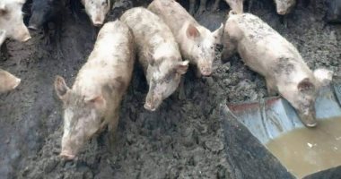 محافظة الجيزة تضبط حالات تربية للخنازير فى أوسيم